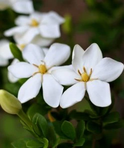 Brighter Blooms Kleim's Hardy Gardenia Shrub Shrubs & Hedges