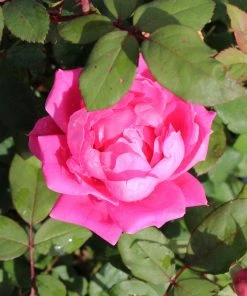Brighter Blooms Roses Pink Knock Out® Rose Tree 5 Brighter Blooms Roses Pink Knock Out® Rose Tree