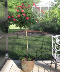 Brighter Blooms Knock Out® Rose Tree Roses