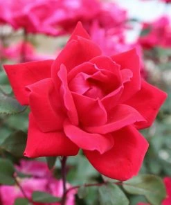 Brighter Blooms Knock Out® Rose Tree Roses