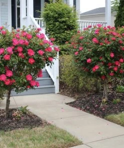 Brighter Blooms Knock Out® Rose Tree Roses
