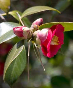 Brighter Blooms Korean Fire Camellia Shrub Camellia Shrubs