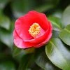 Brighter Blooms Korean Fire Camellia Shrub Camellia Shrubs