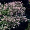 Brighter Blooms Dwarf Korean Lilac Shrub