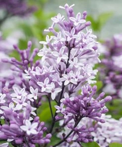 Brighter Blooms Korean Lilac Tree