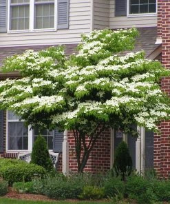 Brighter Blooms White Kousa Dogwood Tree