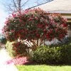 Brighter Blooms Kramers Supreme Camellia Shrub