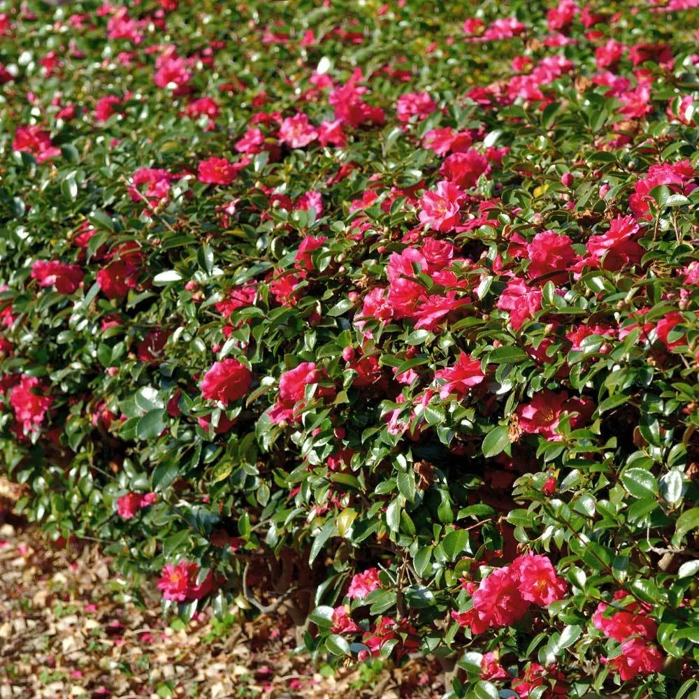 Brighter Blooms Kramers Supreme Camellia Shrub 5 Brighter Blooms Kramers Supreme Camellia Shrub