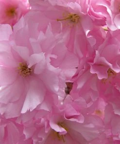 Brighter Blooms Kwanzan Cherry Tree