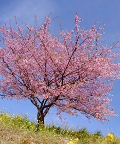 Brighter Blooms Kwanzan Cherry Tree