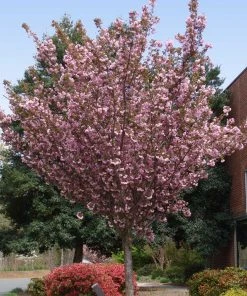 Brighter Blooms Kwanzan Cherry Tree