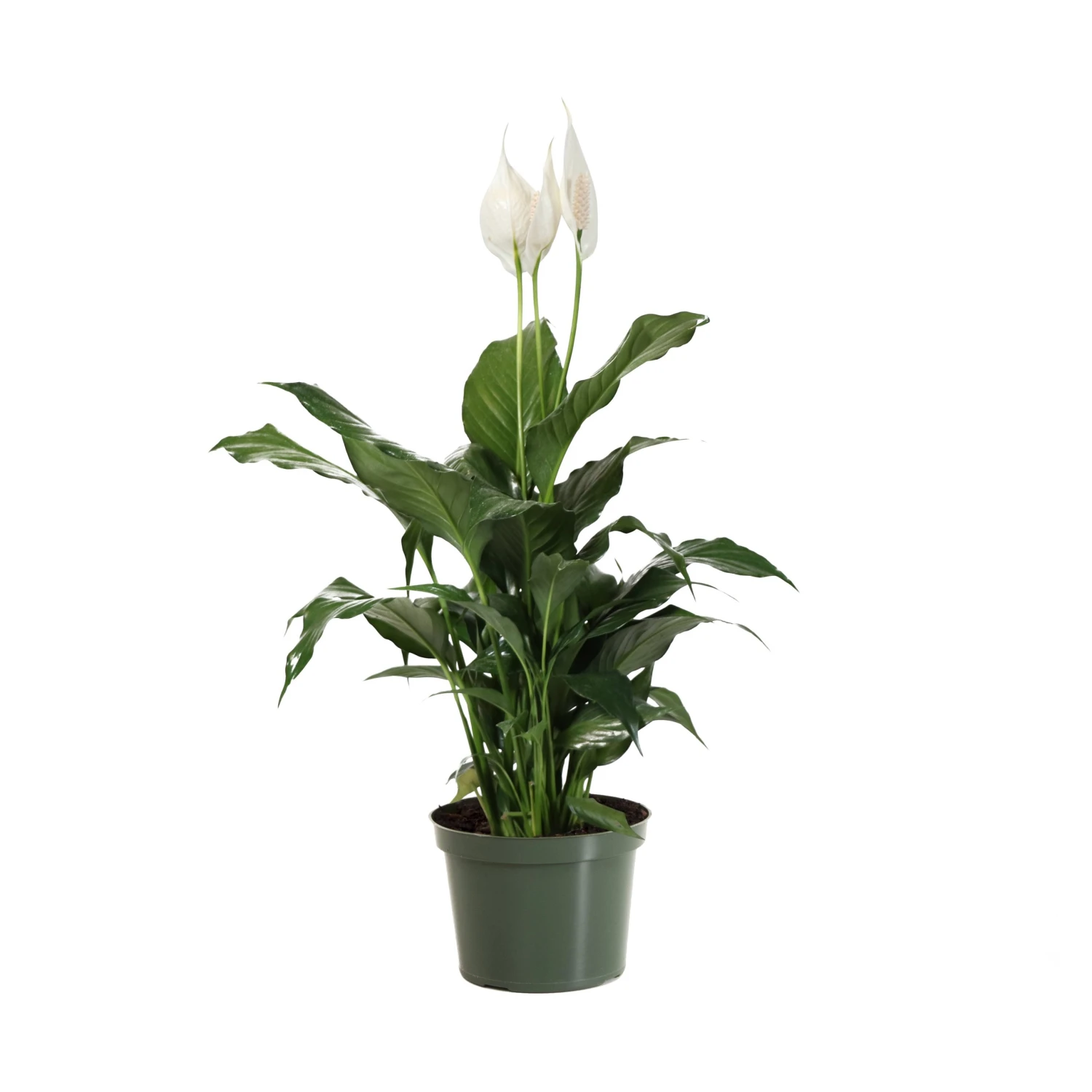 Brighter Blooms SHOP ALL Peace Lily 6 Brighter Blooms SHOP ALL Peace Lily