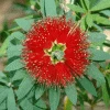 Brighter Blooms SHOP ALL Little John Dwarf Bottlebrush