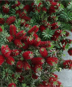 Brighter Blooms Little John Dwarf Bottlebrush