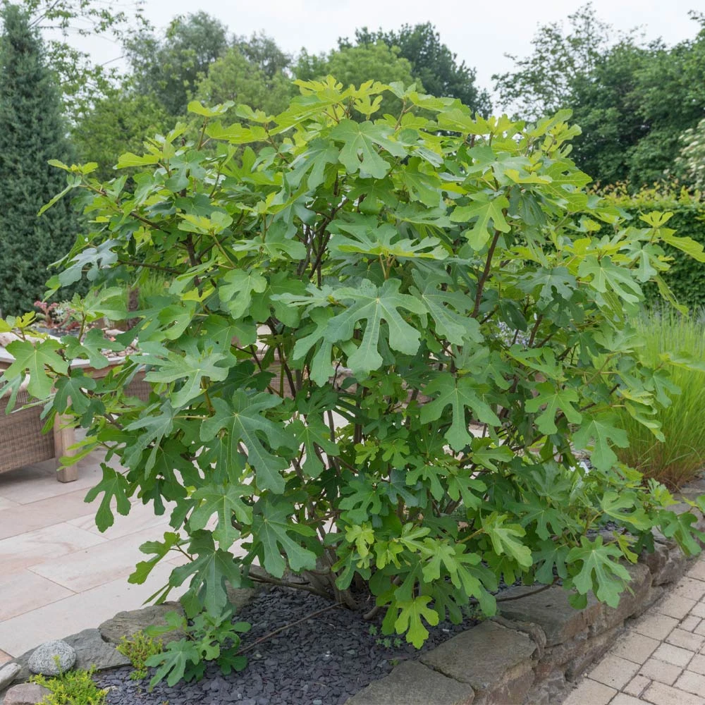 Brighter Blooms LSU Purple Fig Tree Fruit Trees 3 Brighter Blooms LSU Purple Fig Tree Fruit Trees