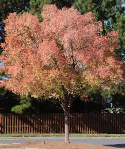Brighter Blooms Shade Trees Lacebark Chinese Elm Tree