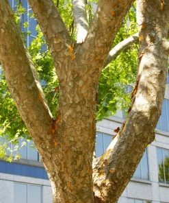 Brighter Blooms Shade Trees Lacebark Chinese Elm Tree