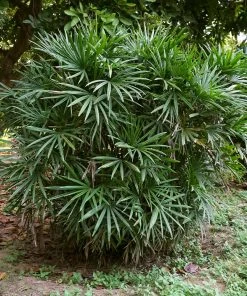Brighter Blooms Lady Palm Tree Palm Trees