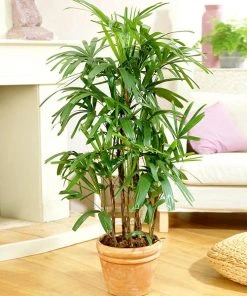 Brighter Blooms Lady Palm Tree Palm Trees