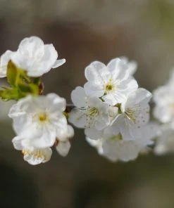 Brighter Blooms Lapins Cherry Tree