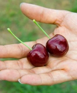 Brighter Blooms Lapins Cherry Tree