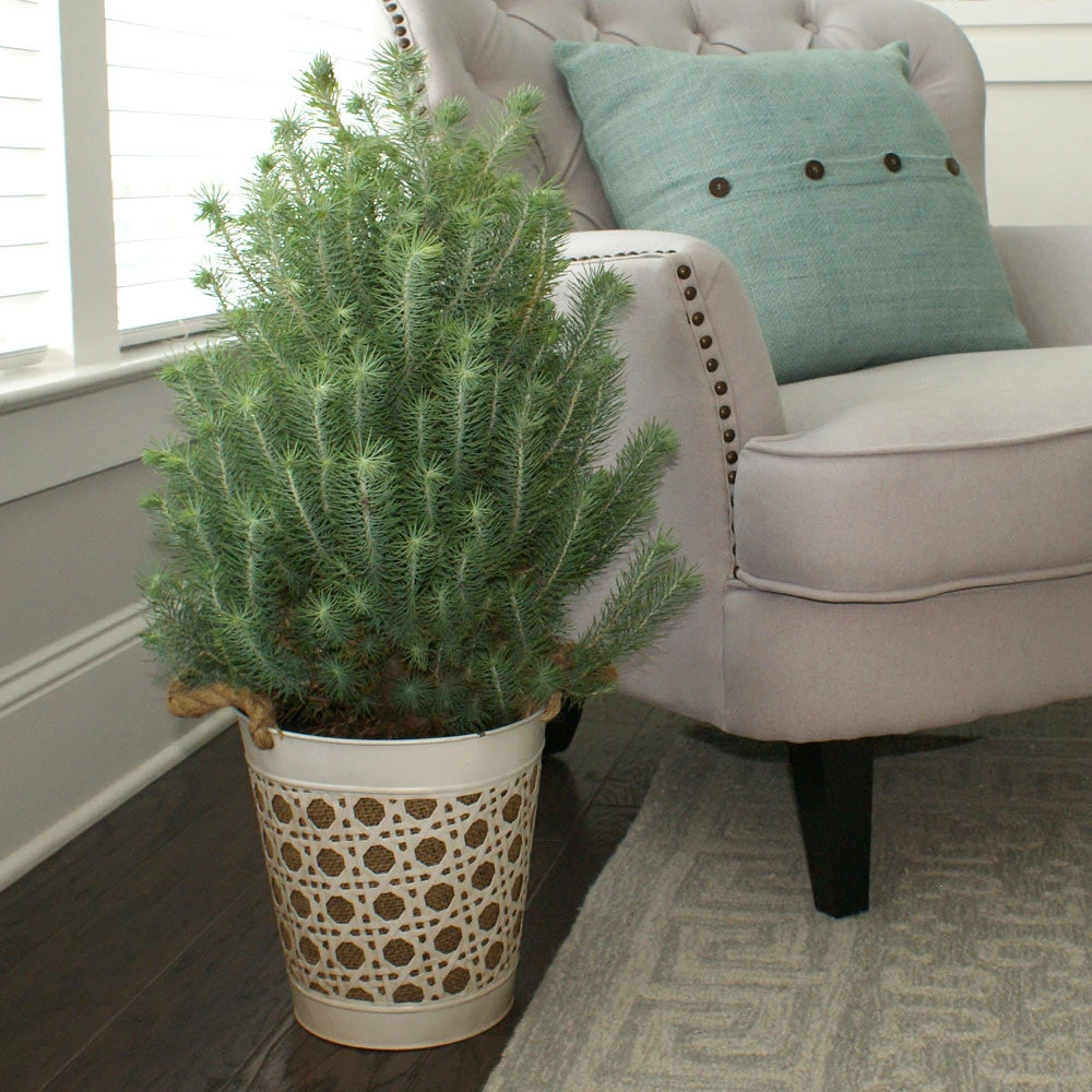 Brighter Blooms Italian Stone Pine Tree In Decorative Pot Shrubs & Hedges 5 Brighter Blooms Italian Stone Pine Tree In Decorative Pot Shrubs & Hedges