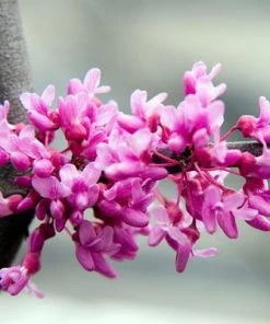 BrighterBlooms.com Lavender Twist® Weeping Redbud Tree Flowering Trees