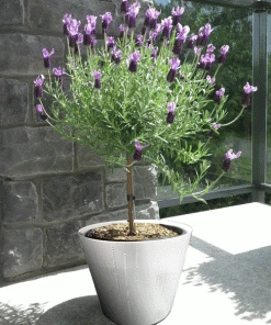 Brighter Blooms Flowering Trees Lavender Standard Topiary Tree