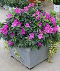Brighter Blooms Bloom-A-Thon® Lavender Azalea Shrub Shrubs & Hedges