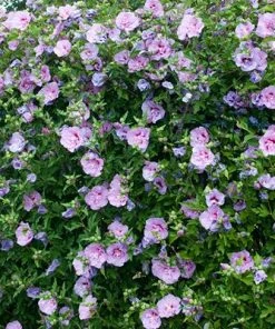 Brighter Blooms SHOP ALL Lavender Hibiscus Syriacus Shrub