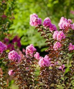 Brighter Blooms Black Diamond® Lavender Lace™ Crape Myrtle Tree 8 Brighter Blooms Black Diamond® Lavender Lace™ Crape Myrtle Tree