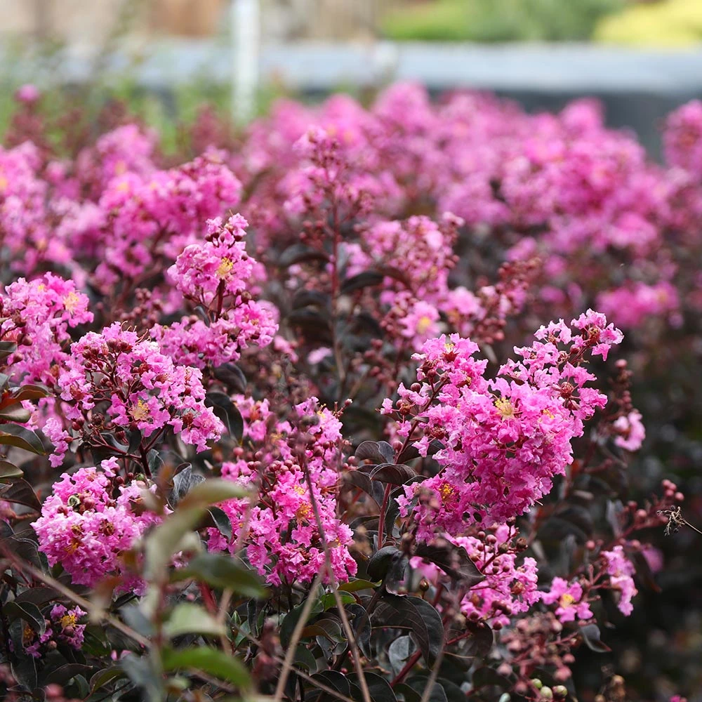 Brighter Blooms Black Diamond® Lavender Lace™ Crape Myrtle Tree 2 Brighter Blooms Black Diamond® Lavender Lace™ Crape Myrtle Tree
