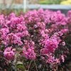 Brighter Blooms Black Diamond® Lavender Lace™ Crape Myrtle Tree