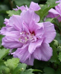 Brighter Blooms Lavender Rose Of Sharon Althea Tree
