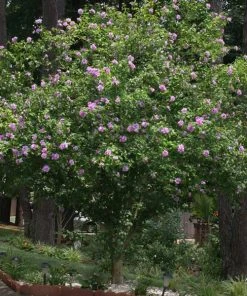 Brighter Blooms Lavender Rose Of Sharon Althea Tree