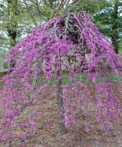 BrighterBlooms.com Lavender Twist® Weeping Redbud Tree Flowering Trees