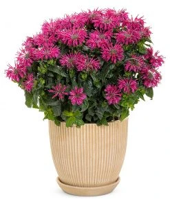 Brighter Blooms ‘Leading Lady Razzberry’ Bee Balm