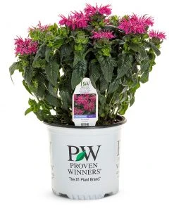 Brighter Blooms ‘Leading Lady Razzberry’ Bee Balm