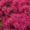 Brighter Blooms ‘Leading Lady Razzberry’ Bee Balm