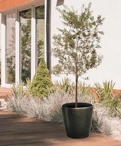 Brighter Blooms Leccino Olive Tree