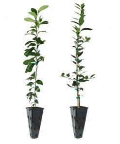 Brighter Blooms Meyer Lemon + Key Lime Tree Pack Citrus Trees
