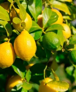Brighter Blooms Lemon-Lime Citrus Bush Fruit Trees 5 Brighter Blooms Lemon-Lime Citrus Bush Fruit Trees