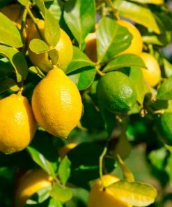Brighter Blooms Fruit Trees Lemon-Lime Citrus Tree