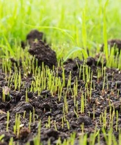 Brighter Blooms Erosion Control Plants Lesco Double Eagle Ryegrass Seed