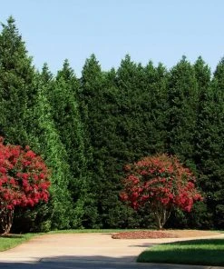 Brighter Blooms Evergreen & Privacy Leyland Cypress Tree