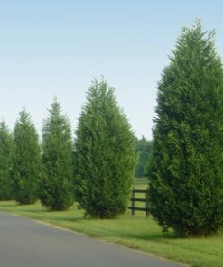 Brighter Blooms Evergreen & Privacy Leyland Cypress Tree