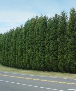 Brighter Blooms Evergreen & Privacy Leyland Cypress Tree
