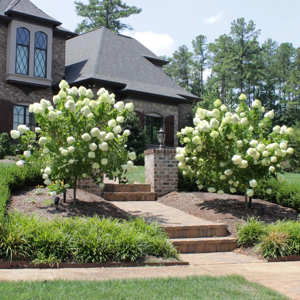 Brighter Blooms Limelight Hydrangea Tree Shrubs & Hedges 3 Brighter Blooms Limelight Hydrangea Tree Shrubs & Hedges