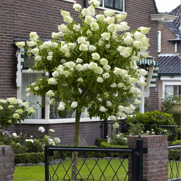 Brighter Blooms Limelight Hydrangea Tree Shrubs & Hedges 1 Brighter Blooms Limelight Hydrangea Tree Shrubs & Hedges