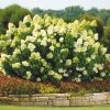 Brighter Blooms Limelight Hydrangea Shrub Shrubs & Hedges